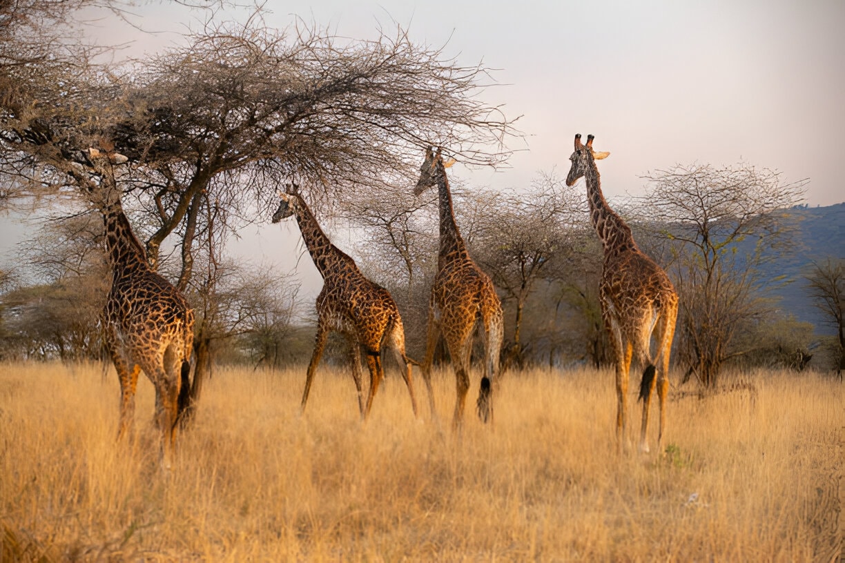 Tanzania national park entrance
